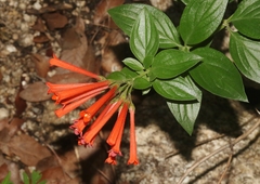 Bouvardia ternifolia