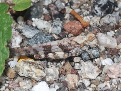 Trimerotropis cyaneipennis