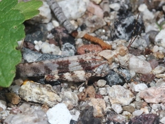 Trimerotropis cyaneipennis