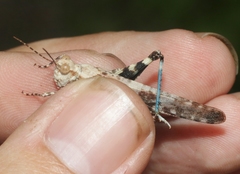 Trimerotropis cyaneipennis