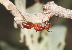 Camponotus schaefferi