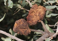 Andricus montezumus