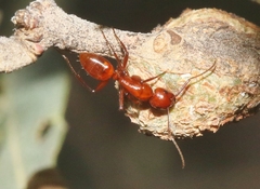 Camponotus schaefferi