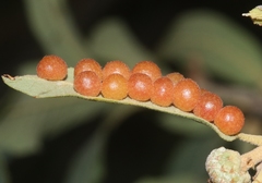 Sphaeroteras pulchripennis