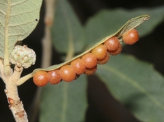 Sphaeroteras pulchripennis