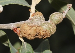 Kokkocynips coxii