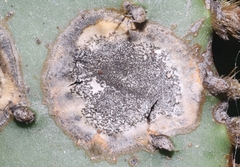 Phyllosticta concava