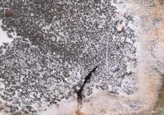 Phyllosticta concava