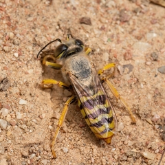 Bembix sinuata