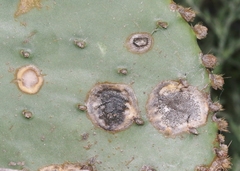 Phyllosticta concava