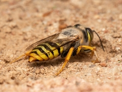 Bembix sinuata