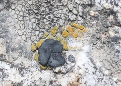 Polycauliona bolacina
