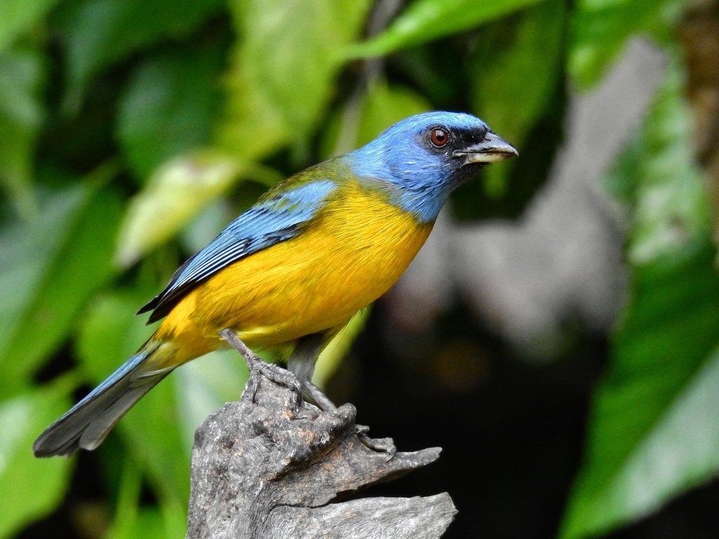 Blue-and-yellow Tanager photo