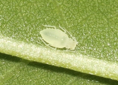 Appendiseta robiniae