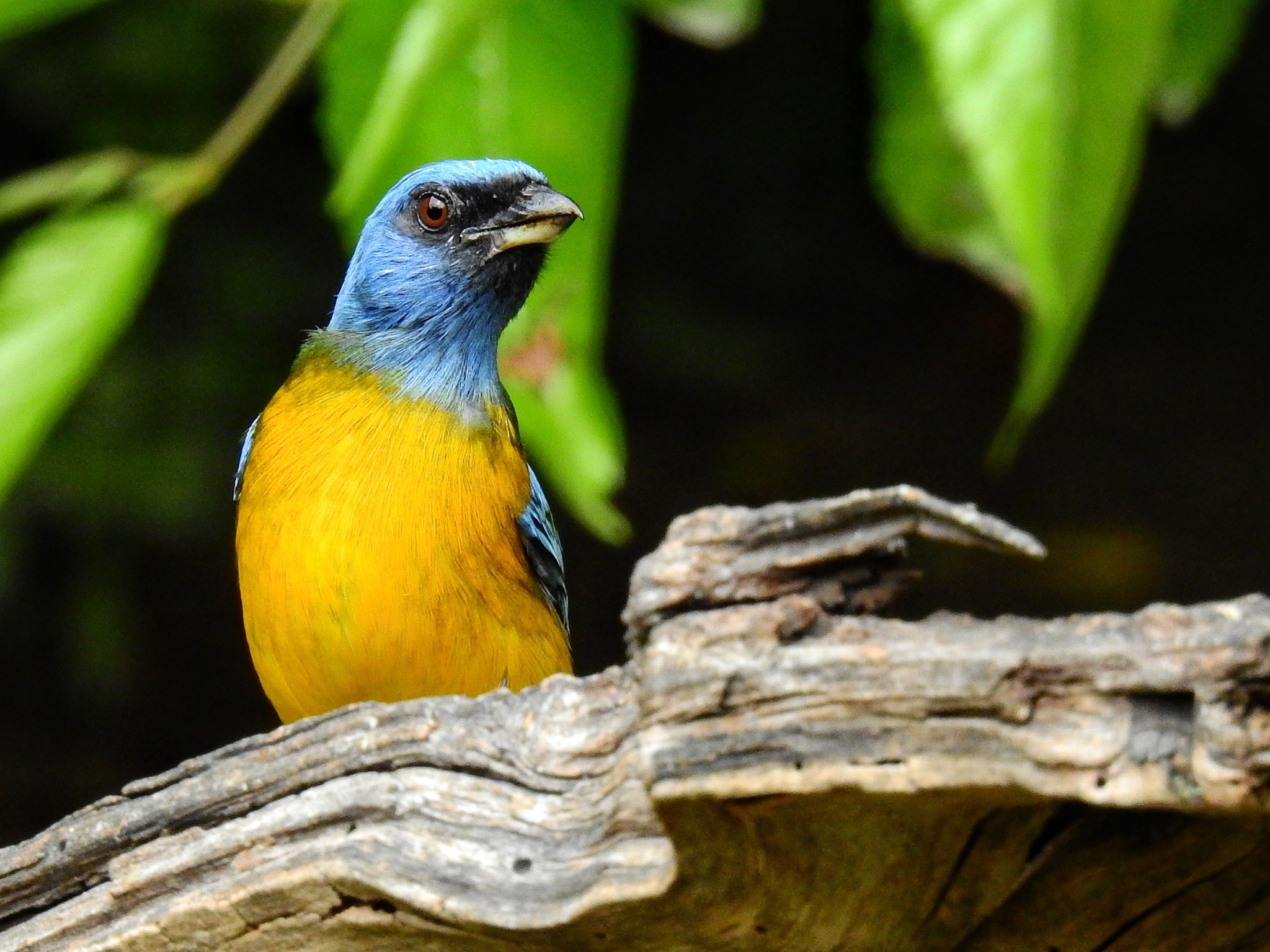 Blue-and-yellow Tanager illustration