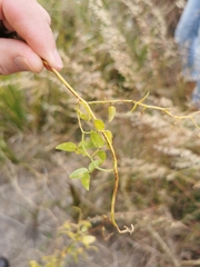 Puccinia myrsiphylli