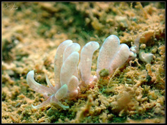 Phyllodesmium parangatum