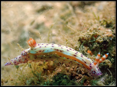 Hypselodoris decorata