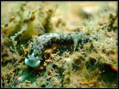 Dermatobranchus albus