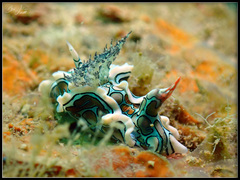 Sagaminopteron psychedelicum