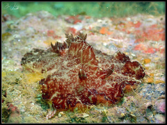 Discodoris boholiensis