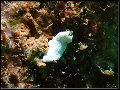 Dermatobranchus semistriatus