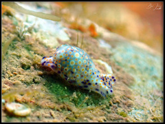 Lamprohaminoea ovalis