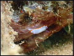 Goniobranchus rubrocornutus