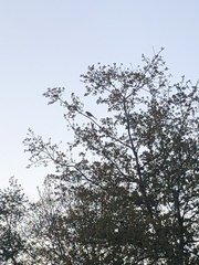 Aphelocoma californica