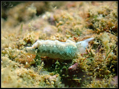 Thuridilla carlsoni