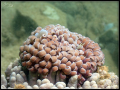 Phyllodesmium magnum