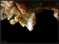 Hypselodoris bullockii