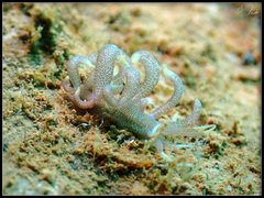 Phyllodesmium macphersonae