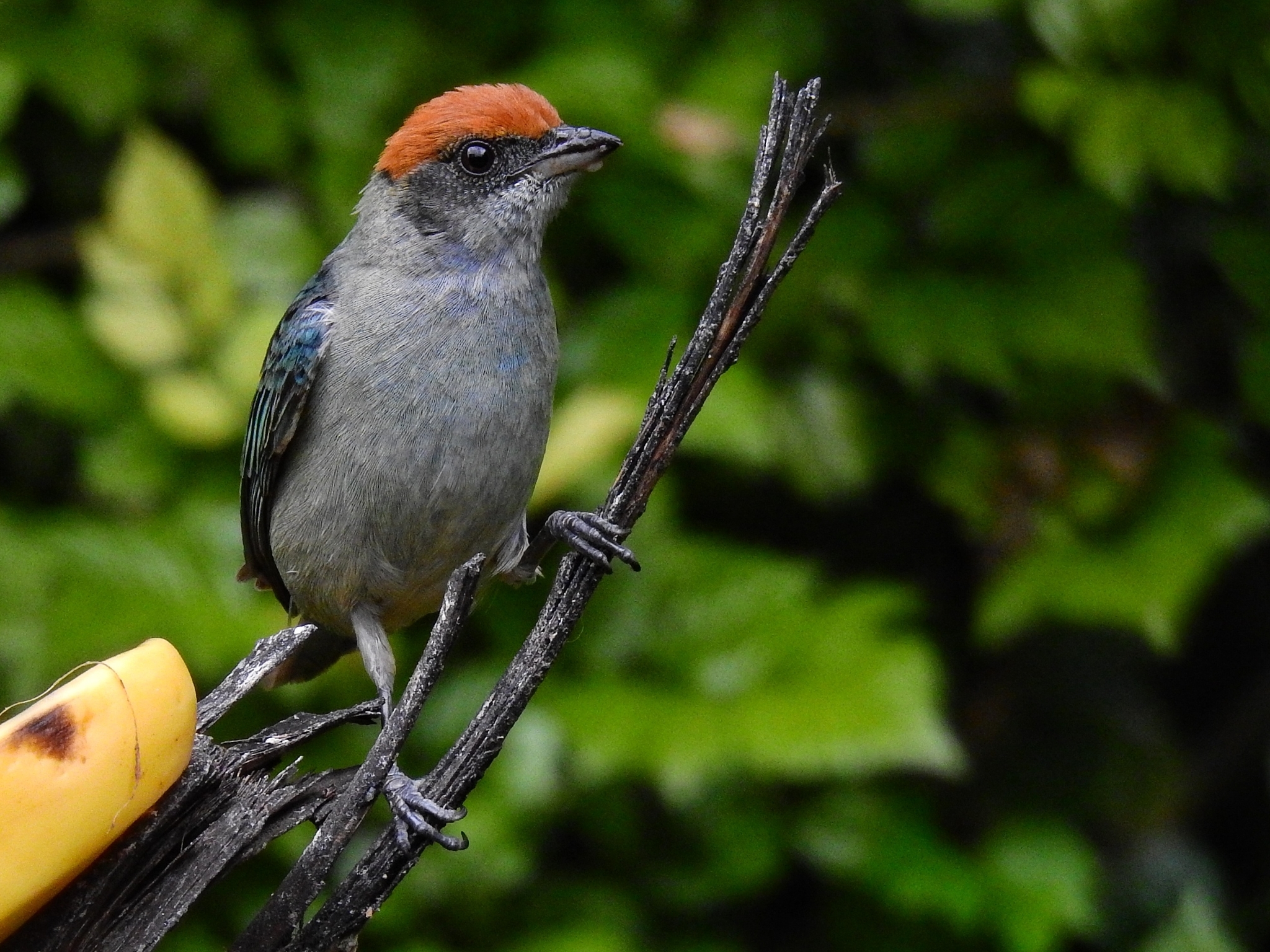 Scrub Tanager illustration