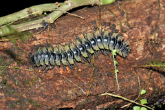 Platyrhacoidea