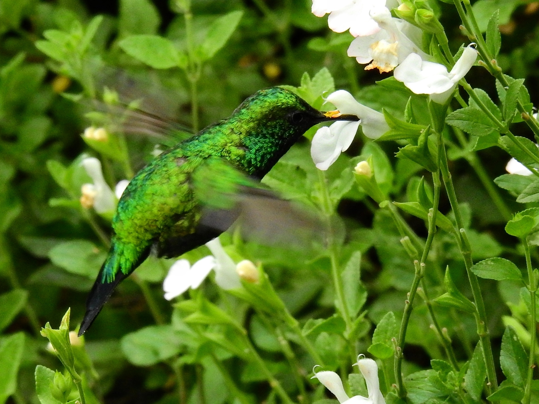 Western Emerald illustration