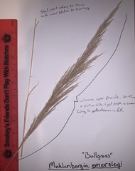 Muhlenbergia emersleyi