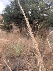 Muhlenbergia emersleyi