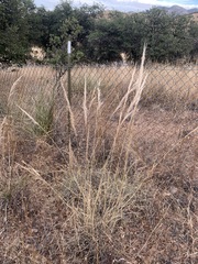 Muhlenbergia emersleyi