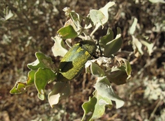 Julodis bleusei