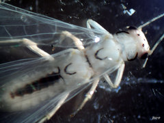 Sweltsa