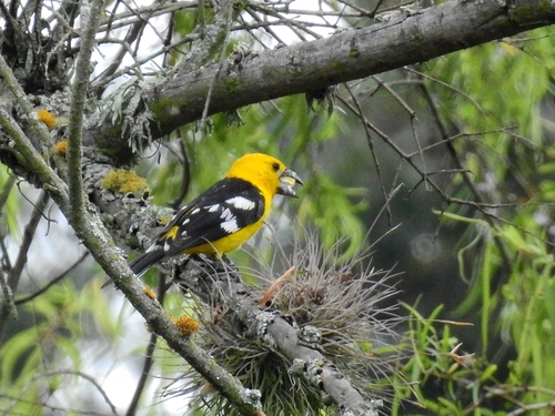 Golden Grosbeak (Pheucticus chrysogaster), photo 9