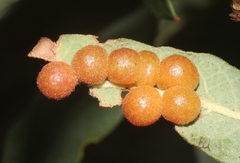 Sphaeroteras pulchripennis