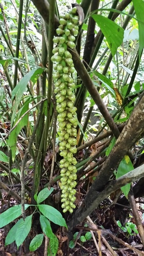 Caryota monostachya