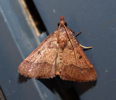 Arippara disticha