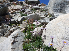 Erigeron pygmaeus