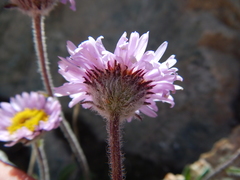 Erigeron pygmaeus