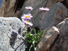 Erigeron pygmaeus