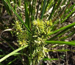 Cyperus ochraceus