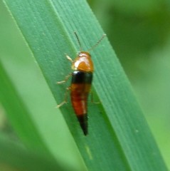 Tachyporus obtusus